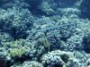 Dive image