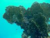 Dive image