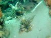 Dive image