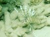 Dive image