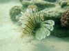 Dive image