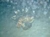 Dive image