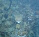 Dive image
