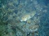 Dive image