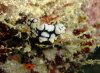 Dive image