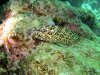Dive image