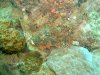 Dive image