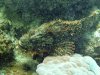 Dive image