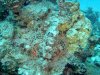 Dive image