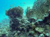 Dive image