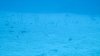 Dive image