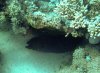 Dive image