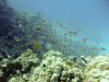Dive image