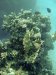 Dive image