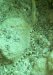 Dive image