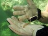 Dive image