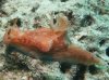 Dive image