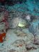 Dive image