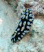 Dive image