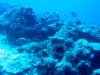 Dive image
