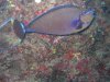 Dive image