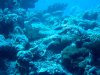 Dive image