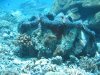 Dive image