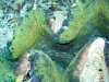 Dive image