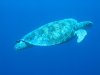 Dive image