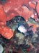 Dive image