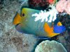 Dive image