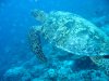 Dive image