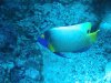 Dive image