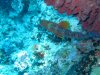 Dive image
