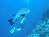 Dive image