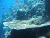 Dive image