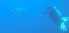 Dive image