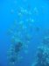 Dive image