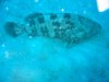 Dive image