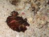 Dive image