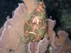 Dive image