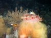 Dive image