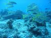 Dive image