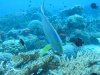 Dive image
