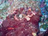 Dive image
