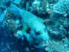 Dive image