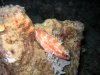 Dive image