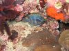 Dive image
