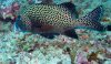 Dive image