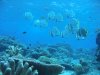 Dive image